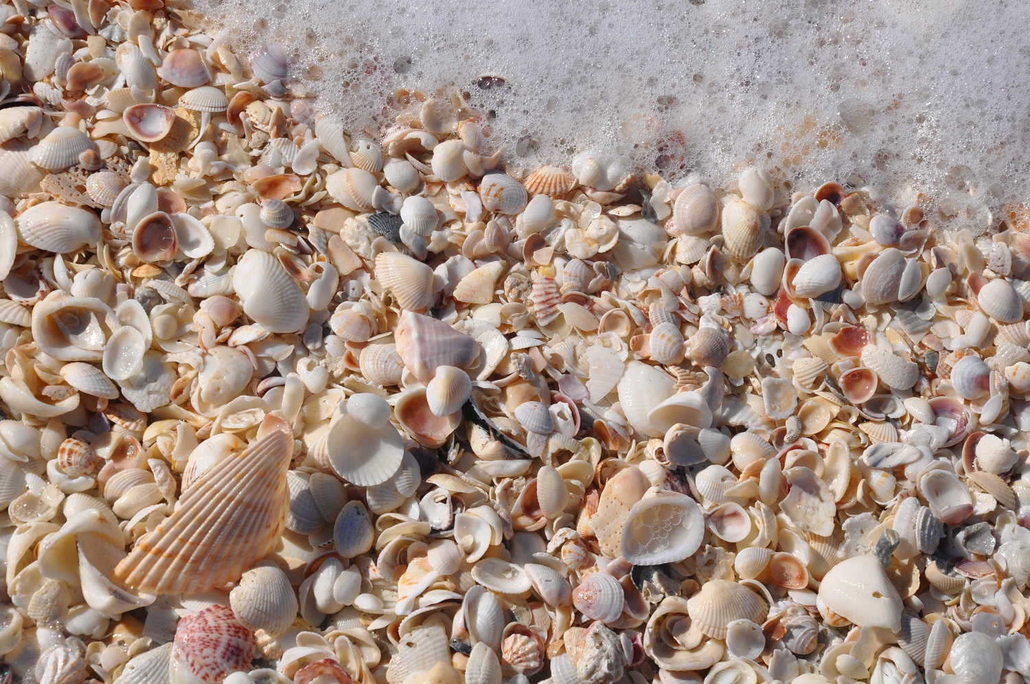 shells along florida beach